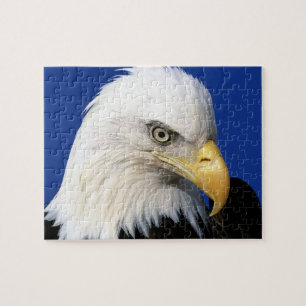 Puzzle Bald Eagle Blue Sky Famille Plaisir