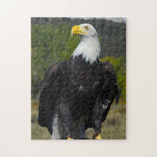 Puzzle Bald Eagle Colorado.
