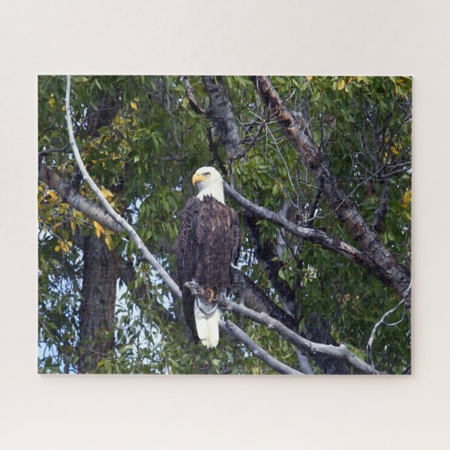 Puzzle Bald Eagle Grand Teton National Park Wyoming. (Horizontal)