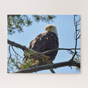 Puzzle Bald Eagle Perch - 16x20 - 520 pcs.