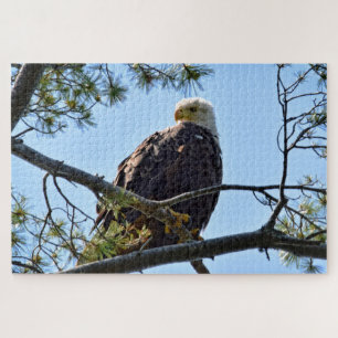 Puzzle Bald Eagle Perch - 20x30 - 1014 pcs.
