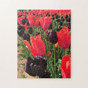 Puzzle Ballerine et reine des Night Tulips