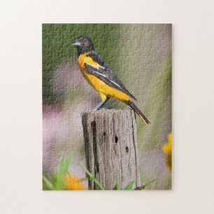 Puzzle Baltimore Oriole female in flower garden