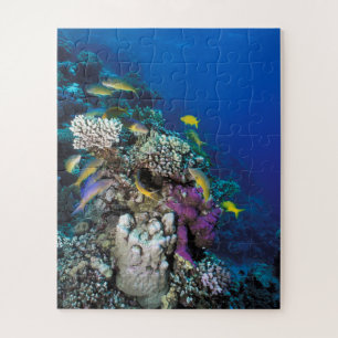 Puzzle Banc de rougets autour d'un petit corail