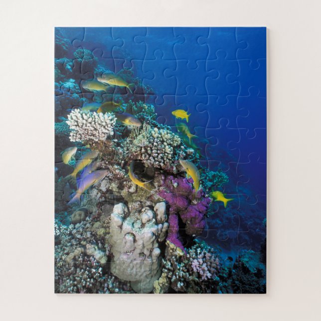 Puzzle Banc de rougets autour d'un petit corail (Vertical)