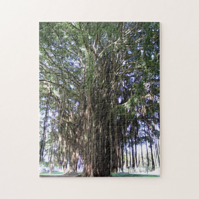 Puzzle Banyan Tree, Hilo Hawaii (Vertical)
