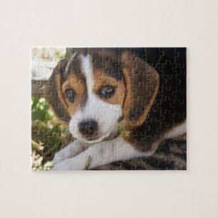 Puzzle Beagle de chiot