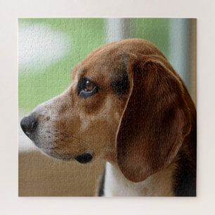 Puzzle Beagle rêvassant