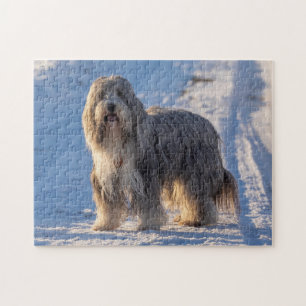 Puzzle Bearded Collie in the snow