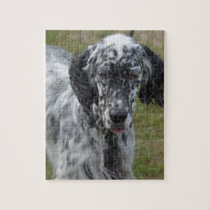 Puzzle Beau chien de poseur anglais
