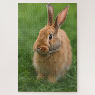Puzzle Beau lapin