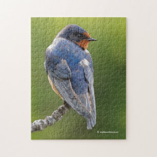 Puzzle Beau oiseau-chanteur d'hirondelle de grange sur un
