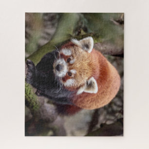 Puzzle Beau Panda Rouge sur une Branche