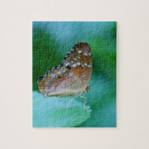 Beau Papillon Danaus Plexippus sur la feuille.