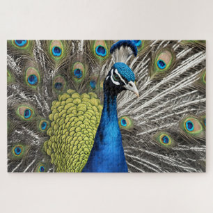Puzzle Beau Peacock