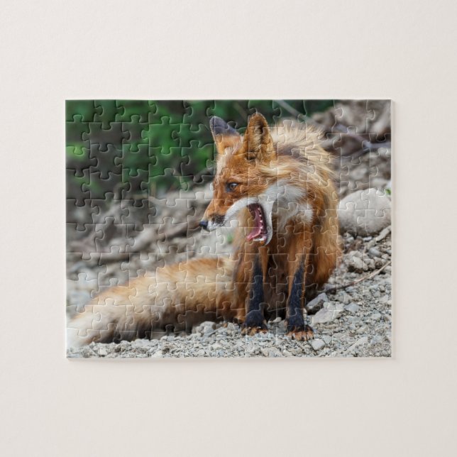 Puzzle Beau renard rouge avec grande bouche ouverte (Horizontal)