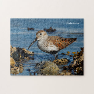 Puzzle Beau Sandpiper Dunlin se met en solo sur la plage