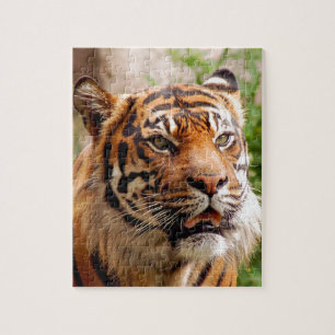 Puzzle Beau visage de tigre