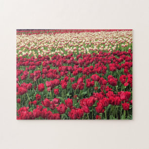 Puzzle Beautiful Tulip Field