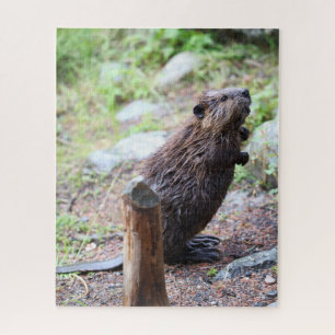 Puzzle Beaver