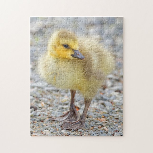 Puzzle Bébé adorable Oie du Canada sur le gravier (Vertical)