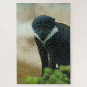 Puzzle Bébé L’Hoest Monkey