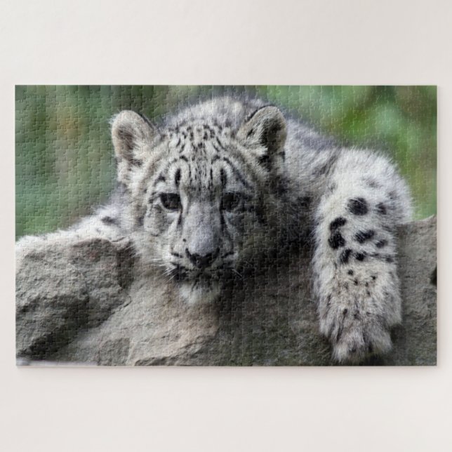 Puzzle Bébé Leopard blanc vous regardant d'un rocher (Horizontal)