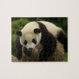 Puzzle Bébé panda géant (Ailuropoda melanoleuca)