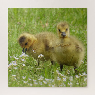 Puzzle Bébés adorables de l'oie - Goslings