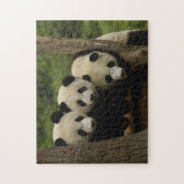 Puzzle Bébés panda géant Ailuropoda melanoleuca) (Vertical)