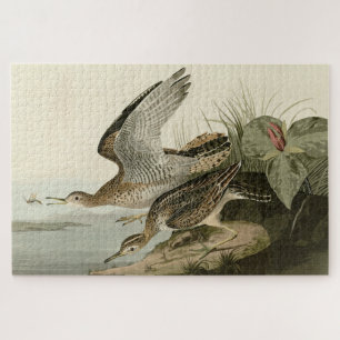Puzzle Bécasseau à Bartram (en altitude) - Audubon Birds 