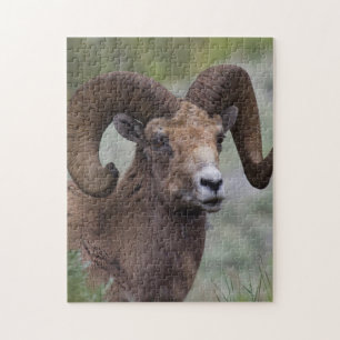 Puzzle Bélier de mouton de montagne des Rocheuses