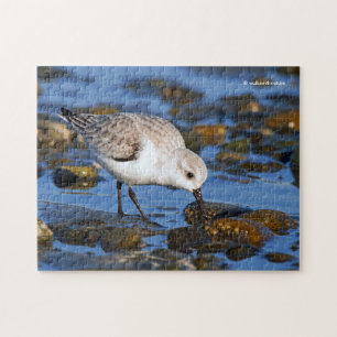 Puzzle Belle bécasseau de Sanderling à la recherche de no