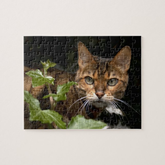 Puzzle Belle Chat Bengale (Horizontal)