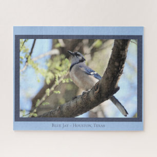 Puzzle Belle Jay Bleue ; Oiseau Lover