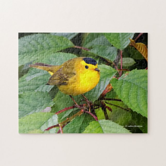 Puzzle Belle Paruline Wilson dans le cerisier (Horizontal)