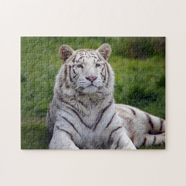Puzzle Belle photo de tigre blanc (Horizontal)