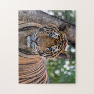 Puzzle Belle photographie de tigre du Bengale