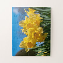 Belles Daffodiles Jaunes