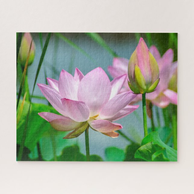 Puzzle Belles Fleurs de Lotus Rose (Horizontal)