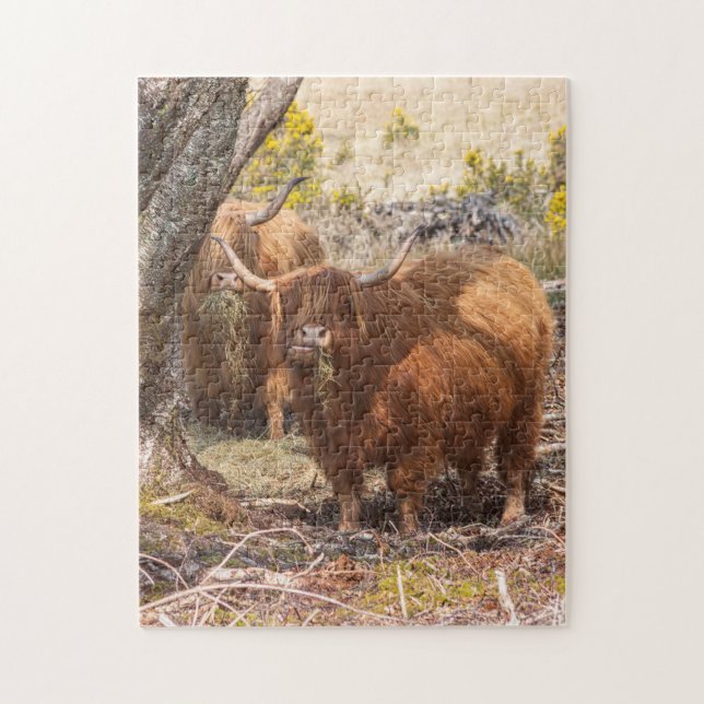 Puzzle Belles vaches Highland (Vertical)