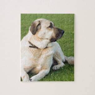 Puzzle Berger anatolien se relaxant dans l'herbe