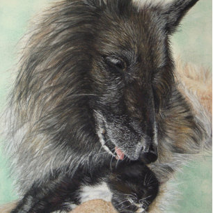 Puzzle berger bélier chien qui met le chaton noir dans s