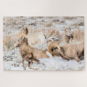 Puzzle Bighorn Sheep Battle