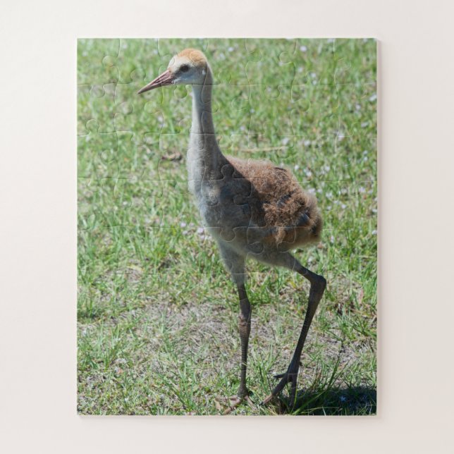 Puzzle Bird Nature Sandhill Crane Faune Photographie (Vertical)