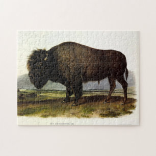 Puzzle Bison américain, ou bison (bison) - Audubon