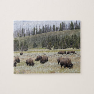 Puzzle Bison dans la vallée Hayden de Yellowstone