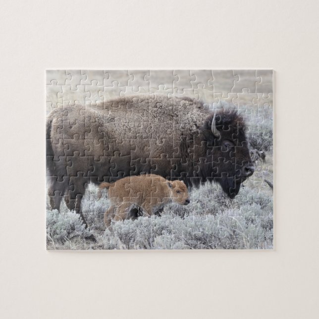 Puzzle Bison de vache et de veau, Yellowstone (Horizontal)