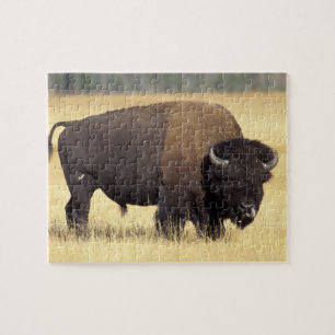 Puzzle Bison mâle dans le parc national de Yellowstone