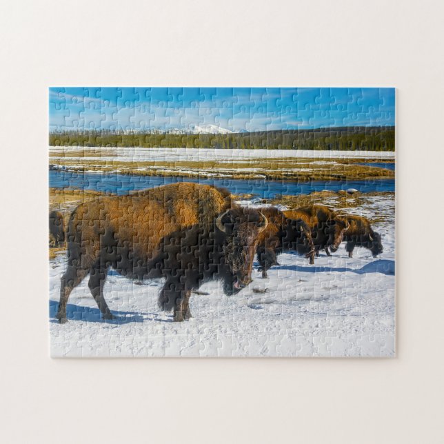 Puzzle Bison Yellowstone Wyoming. (Horizontal)